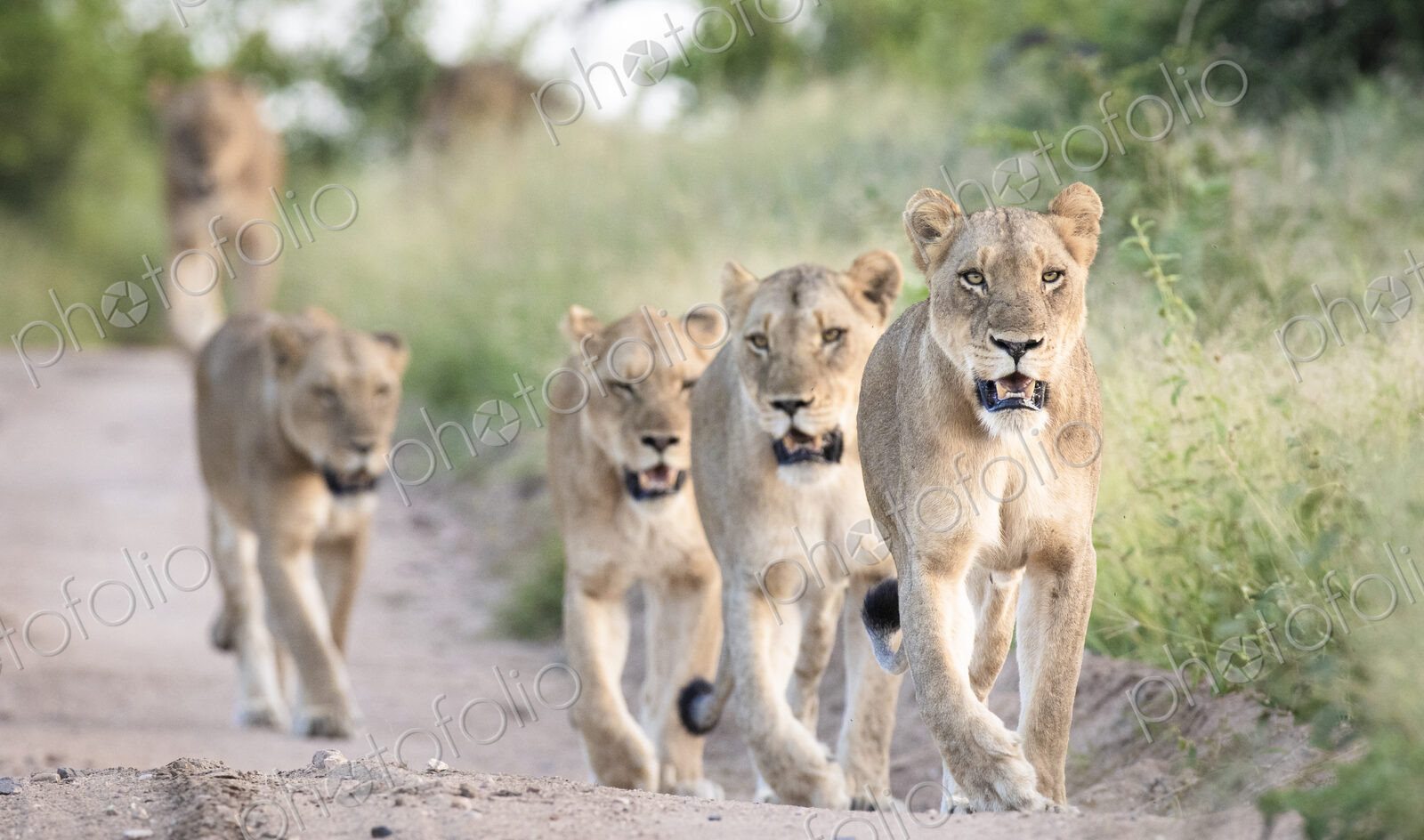 A pride of lions, Panthera pardus, walk in a line down a sand road flanked by green…