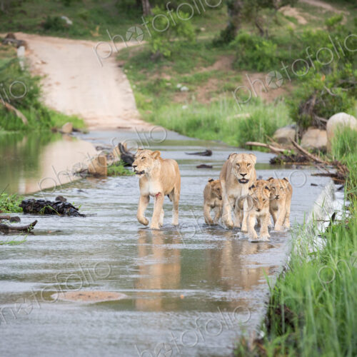 A pride of lions and cubs, Panthera leo, cross the causeway of a river A pride of lions and cubs, Panthera leo, cross the causeway of a river