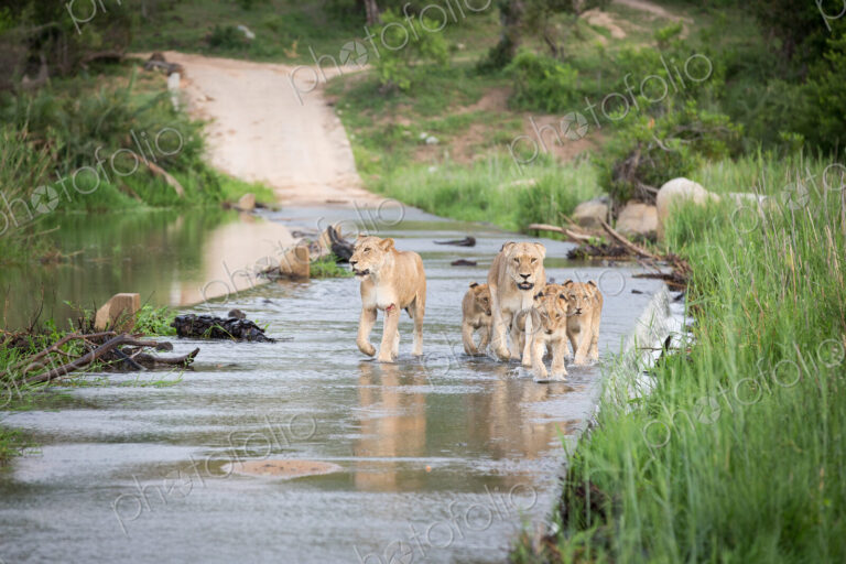 A pride of lions and cubs, Panthera leo, cross the causeway of a river