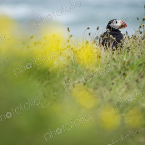 A puffin on the cliffs of Dyrholaey. A puffin on the cliffs of Dyrholaey.