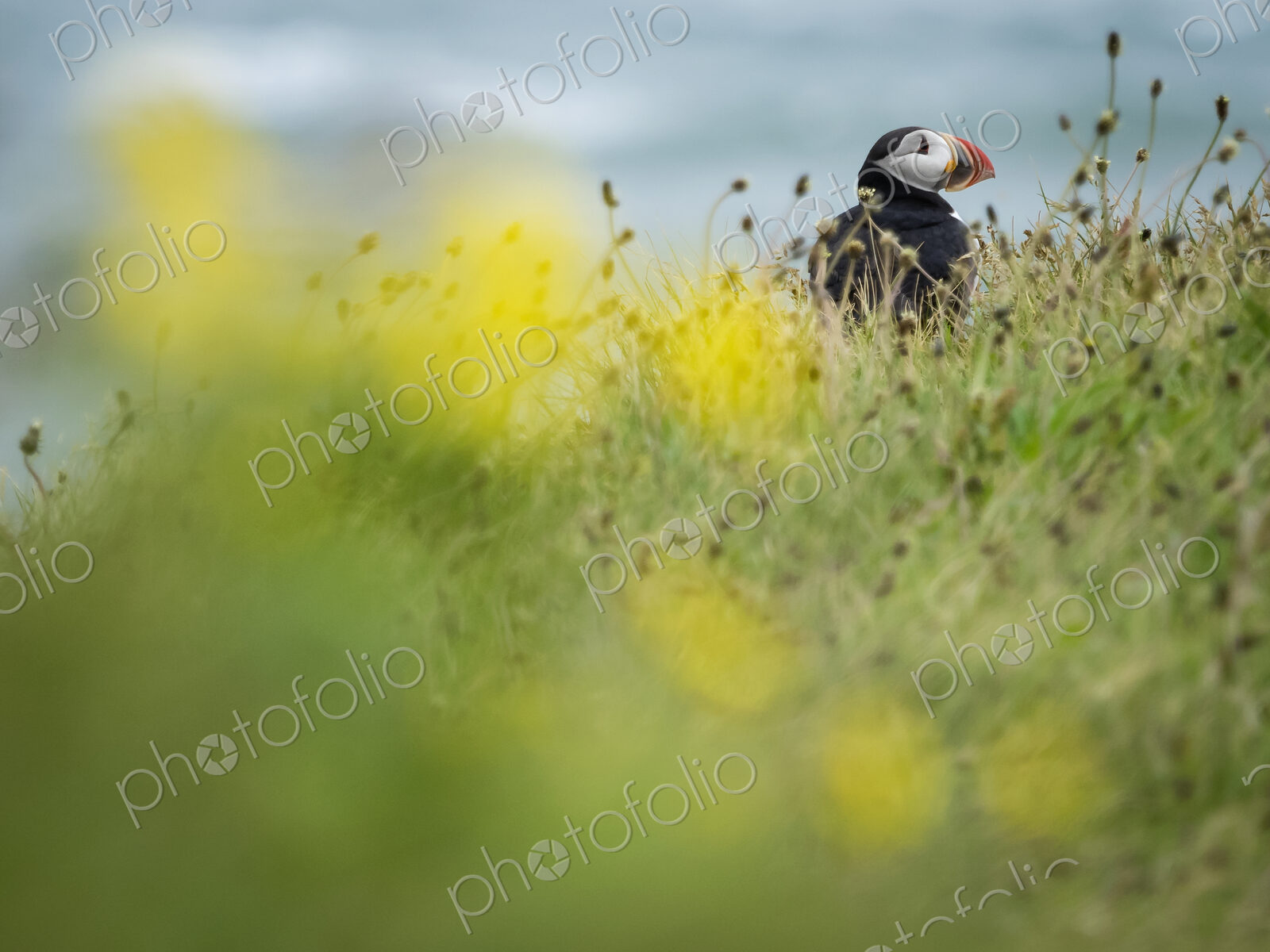 A puffin on the cliffs of Dyrholaey.
