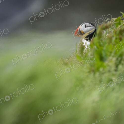 A puffin on the cliffs of Dyrholaey.