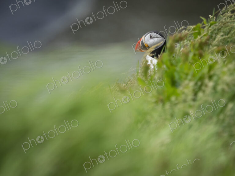 A puffin on the cliffs of Dyrholaey.