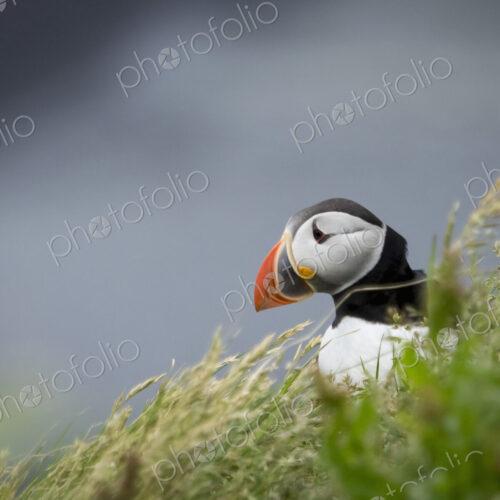 A puffin on the cliffs of Dyrholaey.