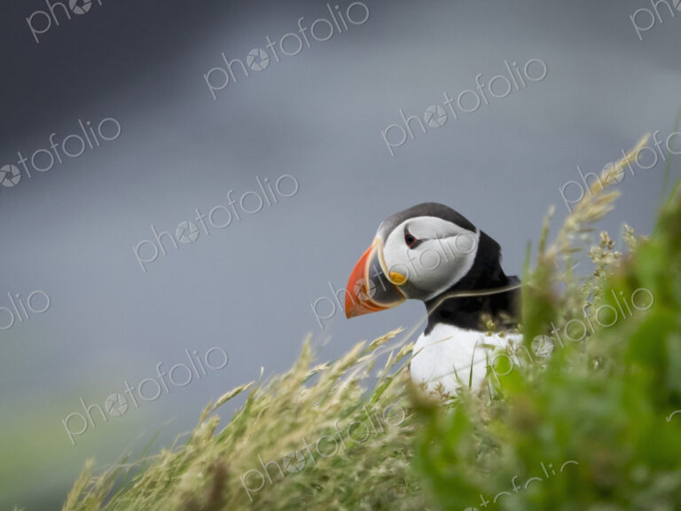A puffin on the cliffs of Dyrholaey.