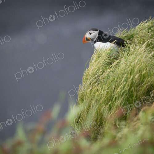 A puffin on the cliffs of Dyrholaey.