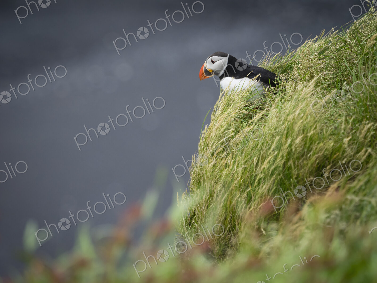 A puffin on the cliffs of Dyrholaey.