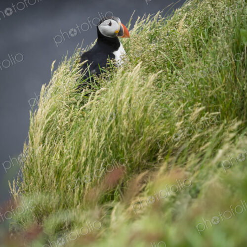 A puffin on the cliffs of Dyrholaey.