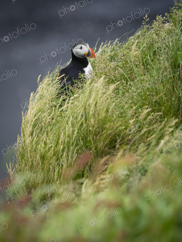 A puffin on the cliffs of Dyrholaey.