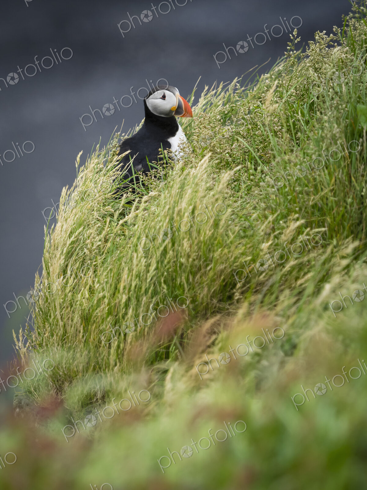 A puffin on the cliffs of Dyrholaey.