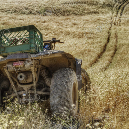 A quad bike or tractor in wheel tracks in a high grass field with rolling terrain,… A quad bike or tractor in wheel tracks in a high grass field with rolling terrain,…