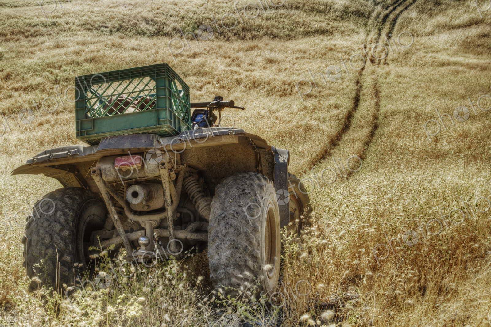 A quad bike or tractor in wheel tracks in a high grass field with rolling terrain,…