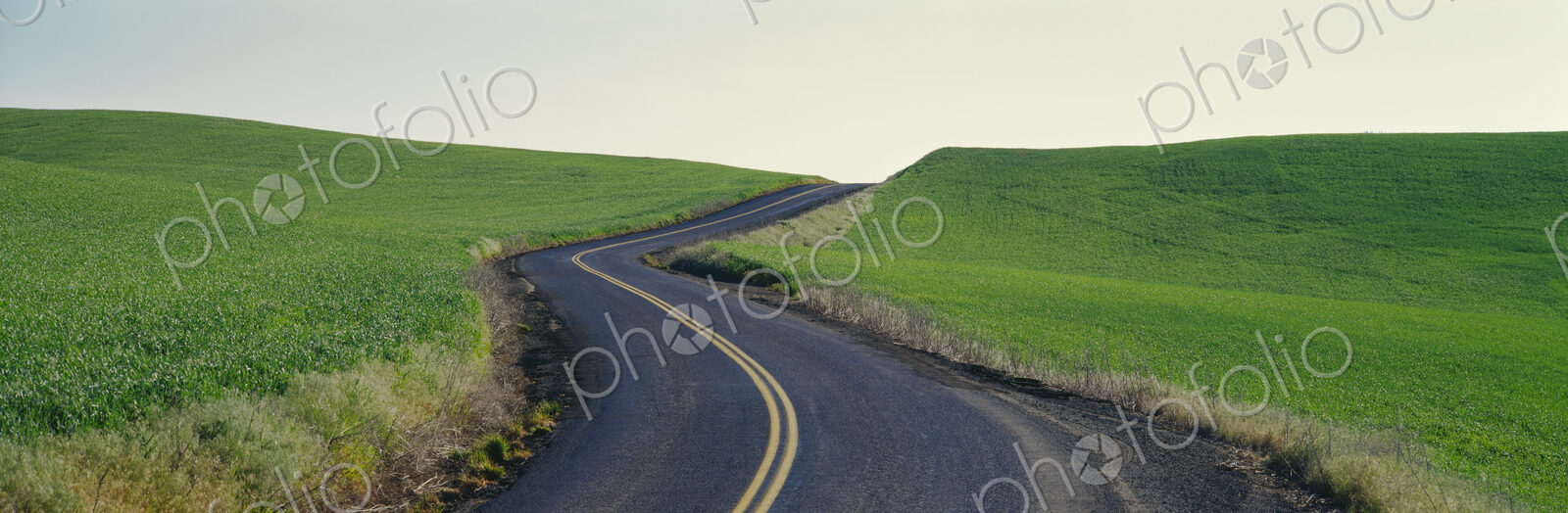 A quiet country road passing through a field of wheat, Spokane County, Washington, USA.