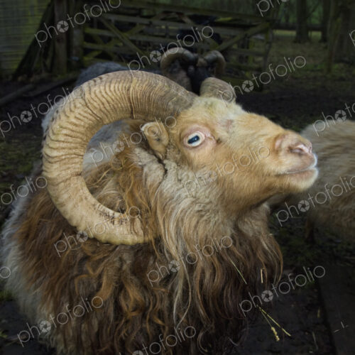 A ram with curved horns on a farm.