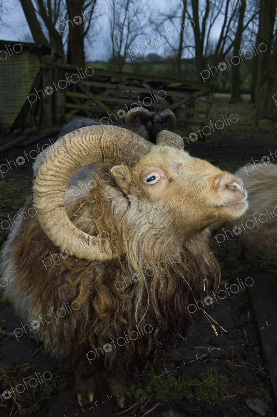 A ram with curved horns on a farm.