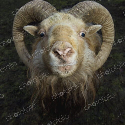 A ram with curved horns on a farm.