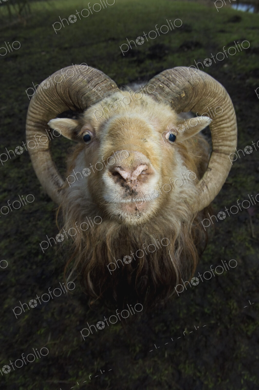 A ram with curved horns on a farm.