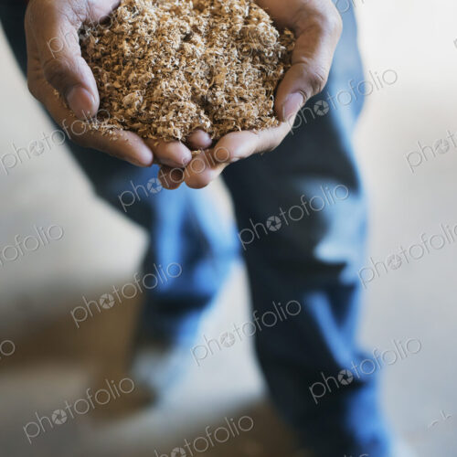 A reclaimed lumber workshop. A man holding a double handful of wood shavings. A reclaimed lumber workshop. A man holding a double handful of wood shavings.