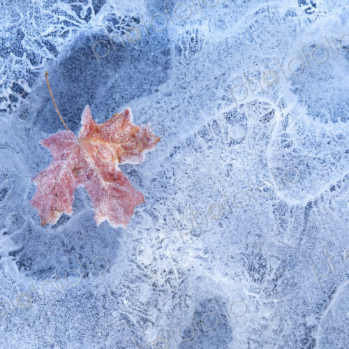 A red autumnal maple leaf frozen in the ice.