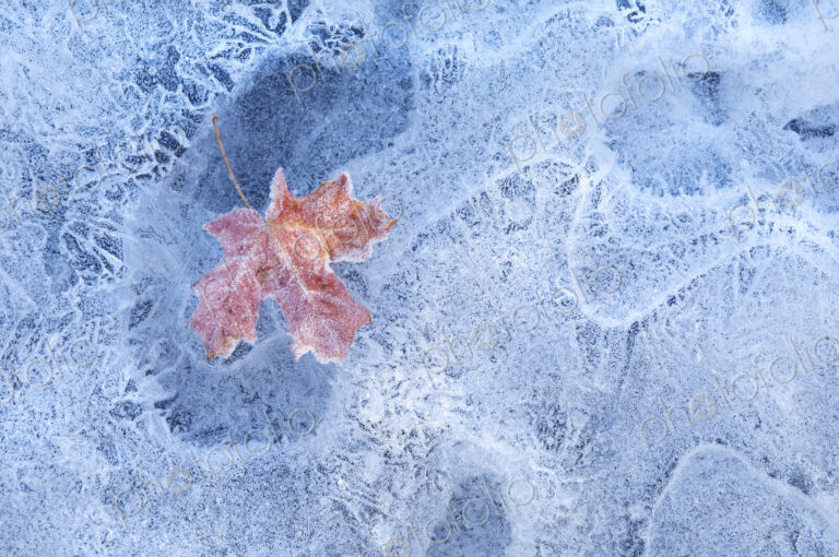 A red autumnal maple leaf frozen in the ice.