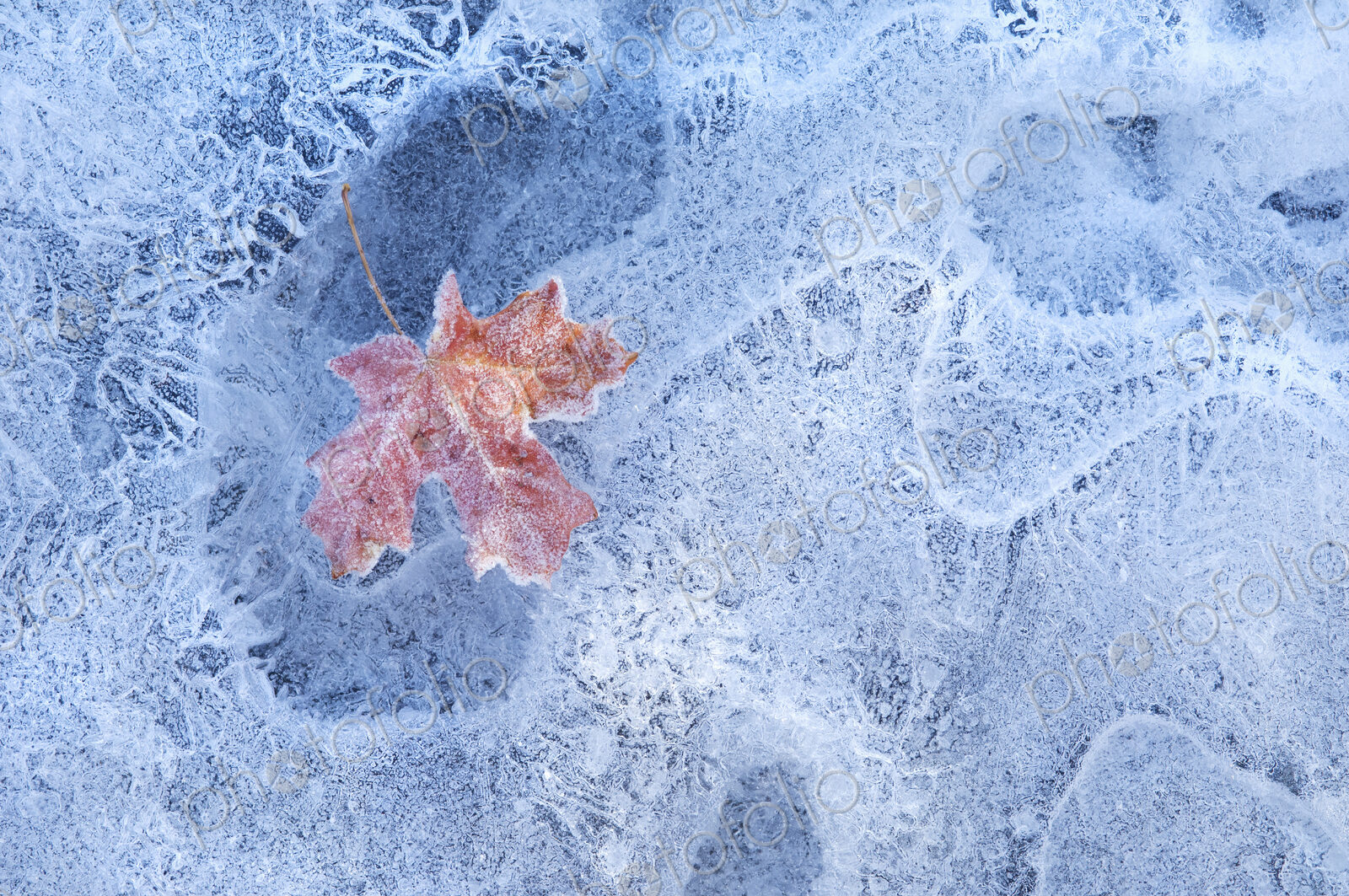A red autumnal maple leaf frozen in the ice.