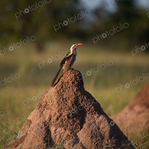 A red-billed hornbill, Tockus erythrorhynchus, standing on top of a termite mound. A red-billed hornbill, Tockus erythrorhynchus, standing on top of a termite mound.