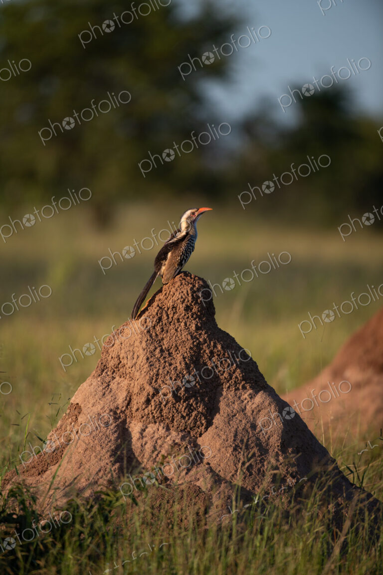 A red-billed hornbill, Tockus erythrorhynchus, standing on top of a termite mound.