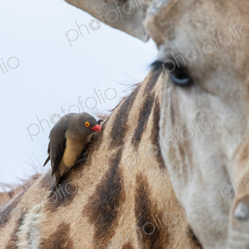 A red-billed oxpecker, Buphagus erythrorhynchus, sits on the neck of a giraffe,… A red-billed oxpecker, Buphagus erythrorhynchus, sits on the neck of a giraffe,…