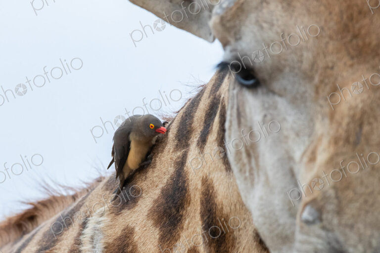 A red-billed oxpecker, Buphagus erythrorhynchus, sits on the neck of a giraffe,…