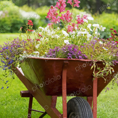 A red wheelbarrow planted up with flowering plants in summer. A red wheelbarrow planted up with flowering plants in summer.