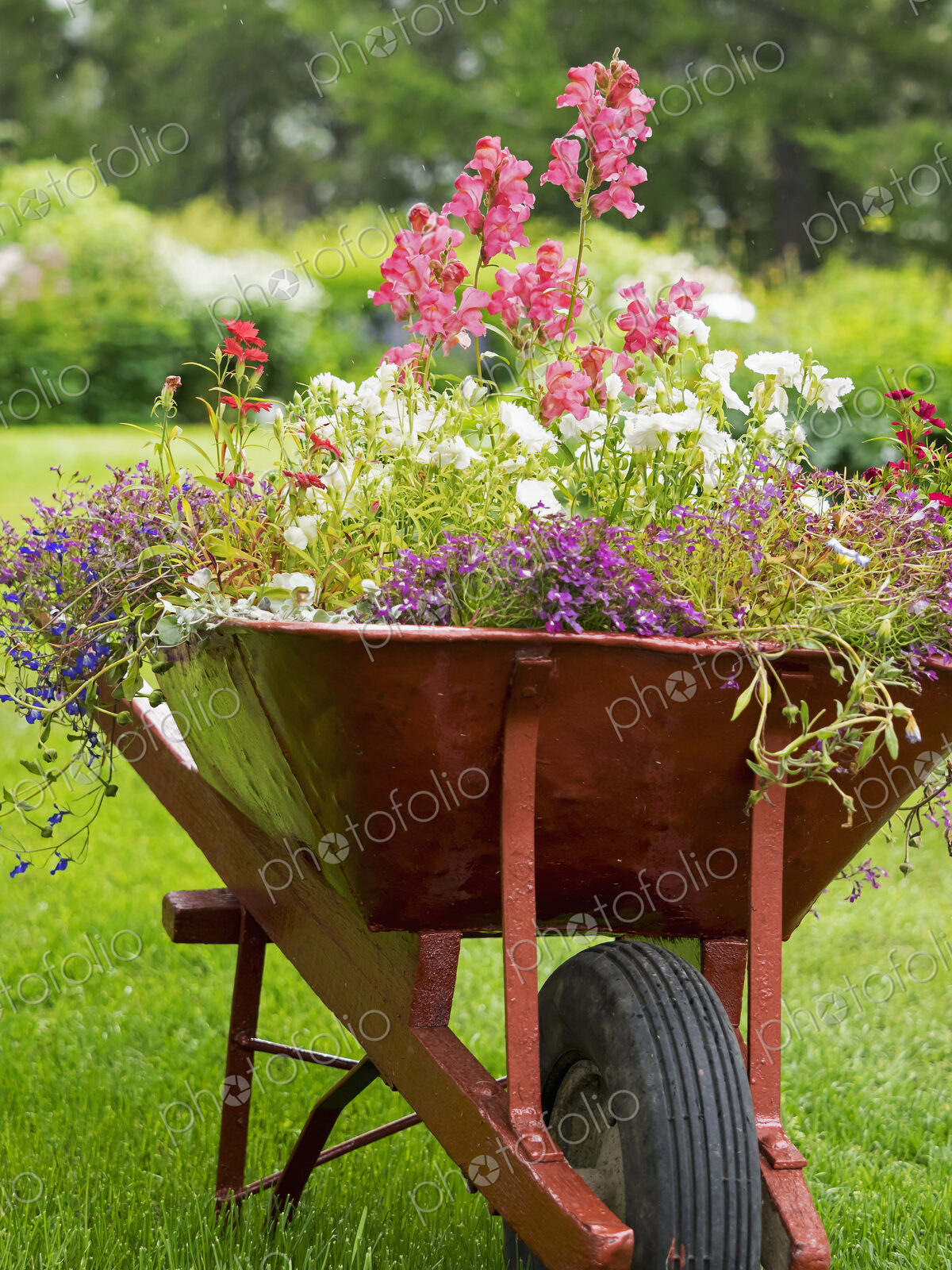 A red wheelbarrow planted up with flowering plants in summer.