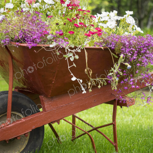 A red wheelbarrow planted up with flowering plants in summer. A red wheelbarrow planted up with flowering plants in summer.