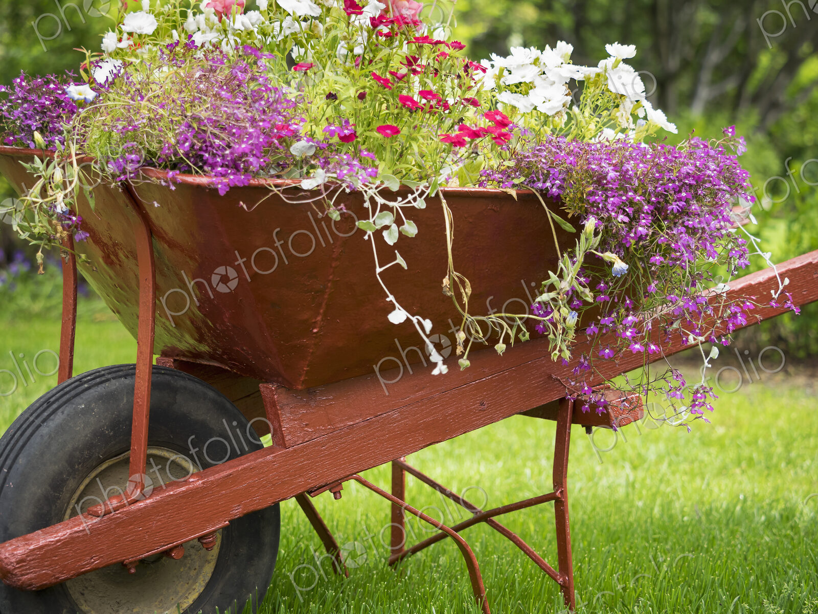 A red wheelbarrow planted up with flowering plants in summer.