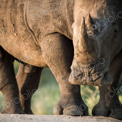 A rhino, Ceratotherium simum, stands in sunlight, direct gaze. A rhino, Ceratotherium simum, stands in sunlight, direct gaze.