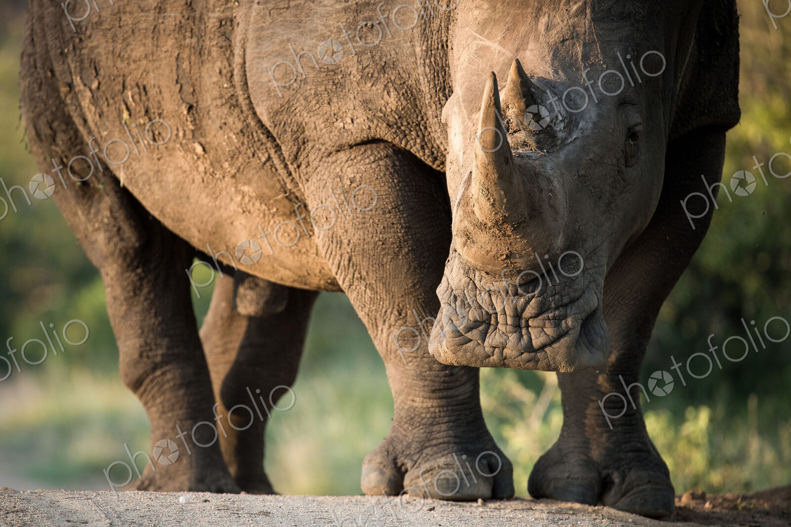 A rhino, Ceratotherium simum, stands in sunlight, direct gaze.