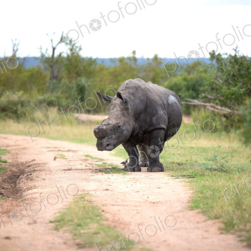 A rhino bull, Ceratotherium simum, standing on a road. A rhino bull, Ceratotherium simum, standing on a road.