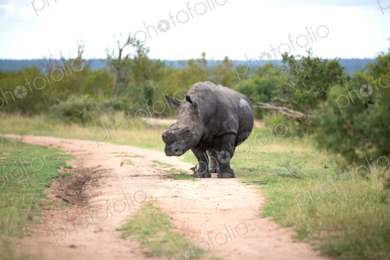 A rhino bull, Ceratotherium simum, standing on a road.