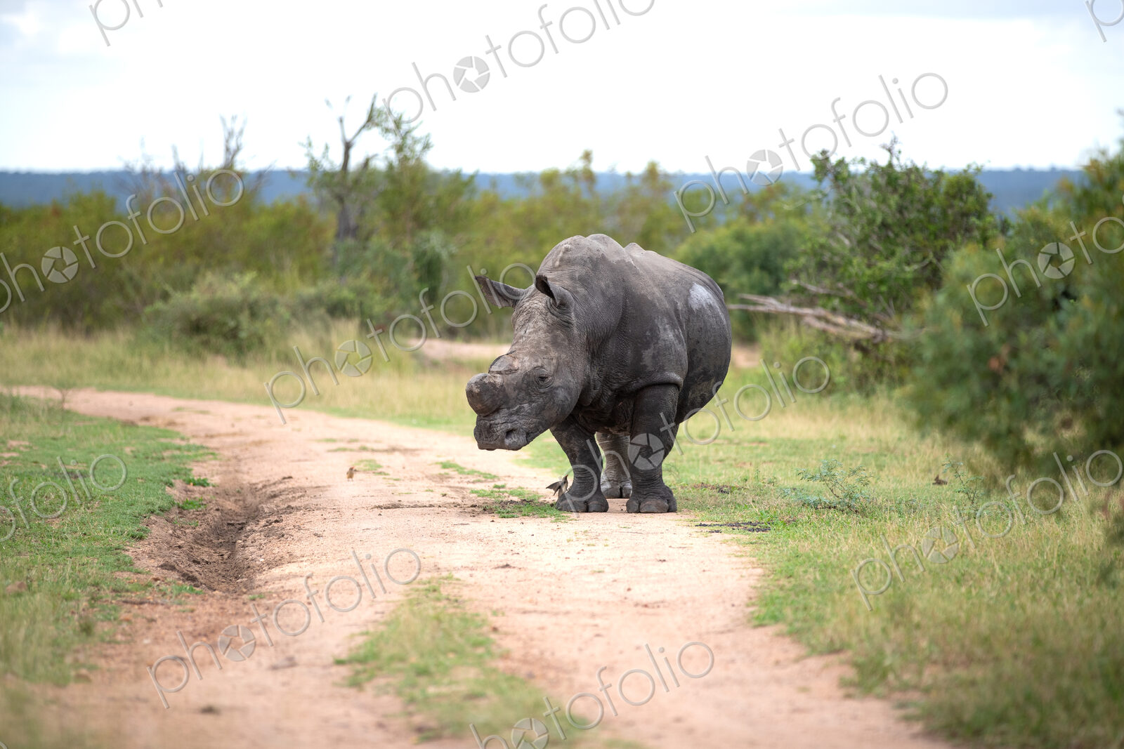 A rhino bull, Ceratotherium simum, standing on a road.