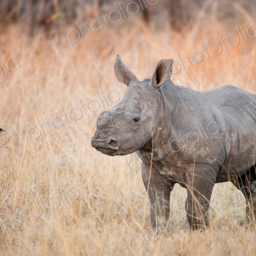 A rhino calf, Ceratotherium simum, stands in brown dry grass and looks at a… A rhino calf, Ceratotherium simum, stands in brown dry grass and looks at a…