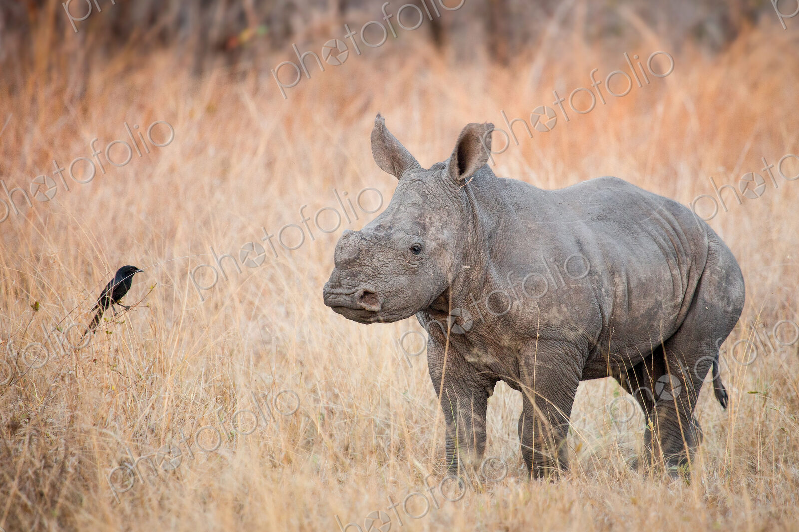 A rhino calf, Ceratotherium simum, stands in brown dry grass and looks at a…