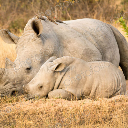 A rhino mother and calf, Ceratotherium simum, lie side by side, red-billed oxpeckers,…
