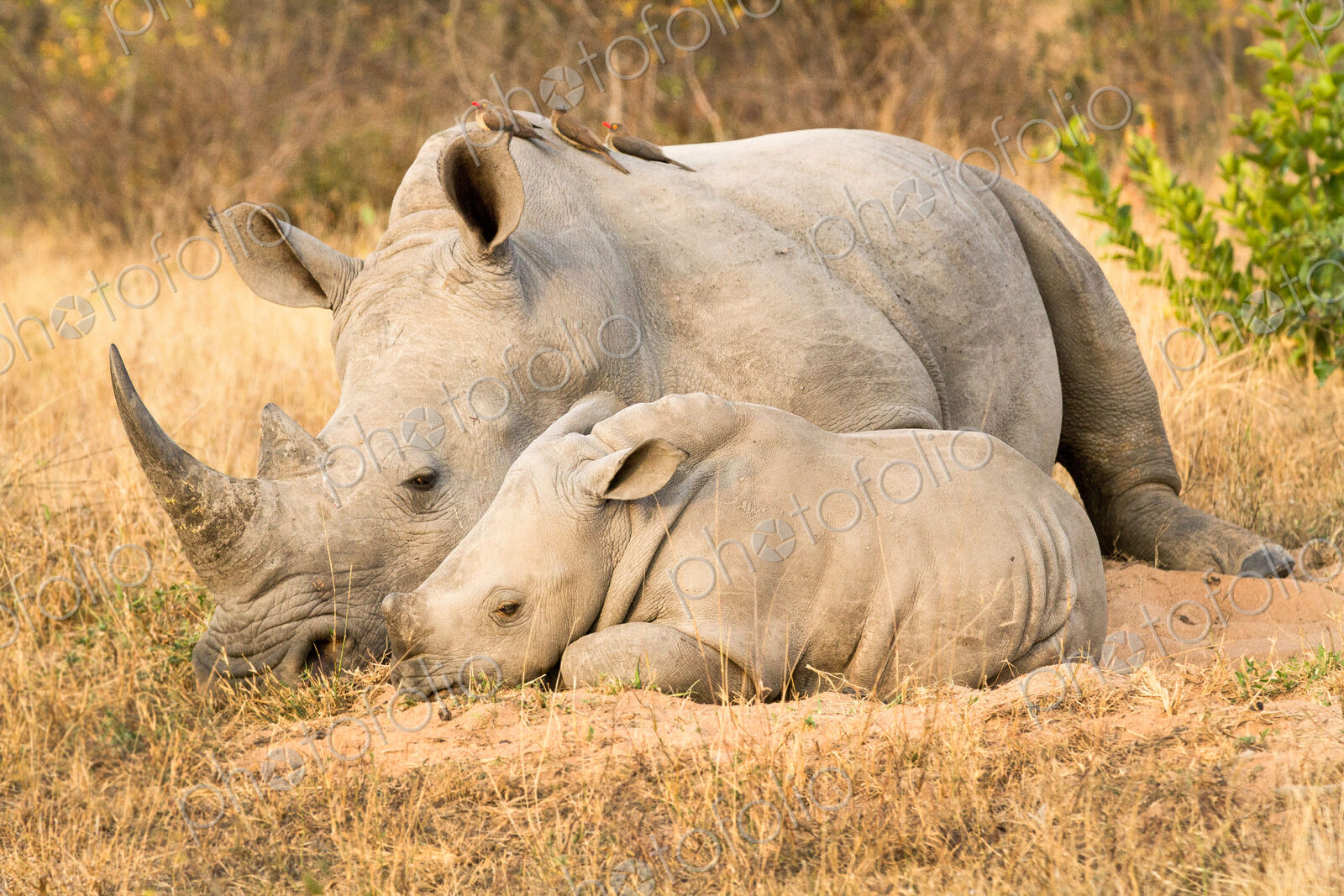 A rhino mother and calf, Ceratotherium simum, lie side by side, red-billed oxpeckers,…