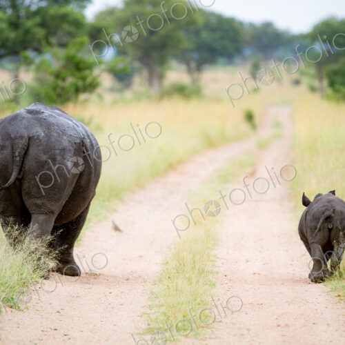 A rhino mother and calf, Ceratotherium simum, walk down a road track with their backs… A rhino mother and calf, Ceratotherium simum, walk down a road track with their backs…