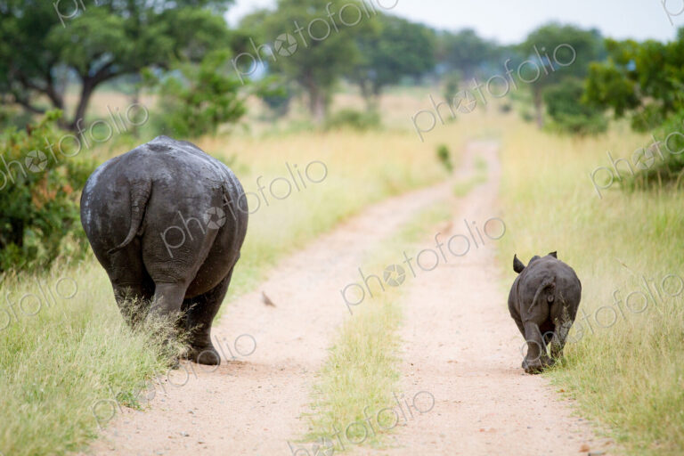 A rhino mother and calf, Ceratotherium simum, walk down a road track with their backs…
