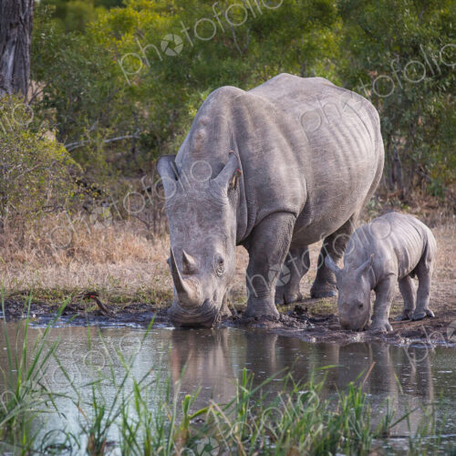 A rhino mother and calf calf, Ceratotherium simum, drink water from a waterhole A rhino mother and calf calf, Ceratotherium simum, drink water from a waterhole