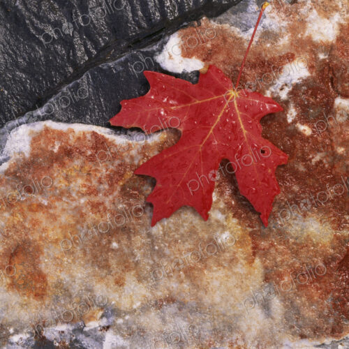 A rich red autumn maple leaf, laid on a flat rock covered with brown lichen.