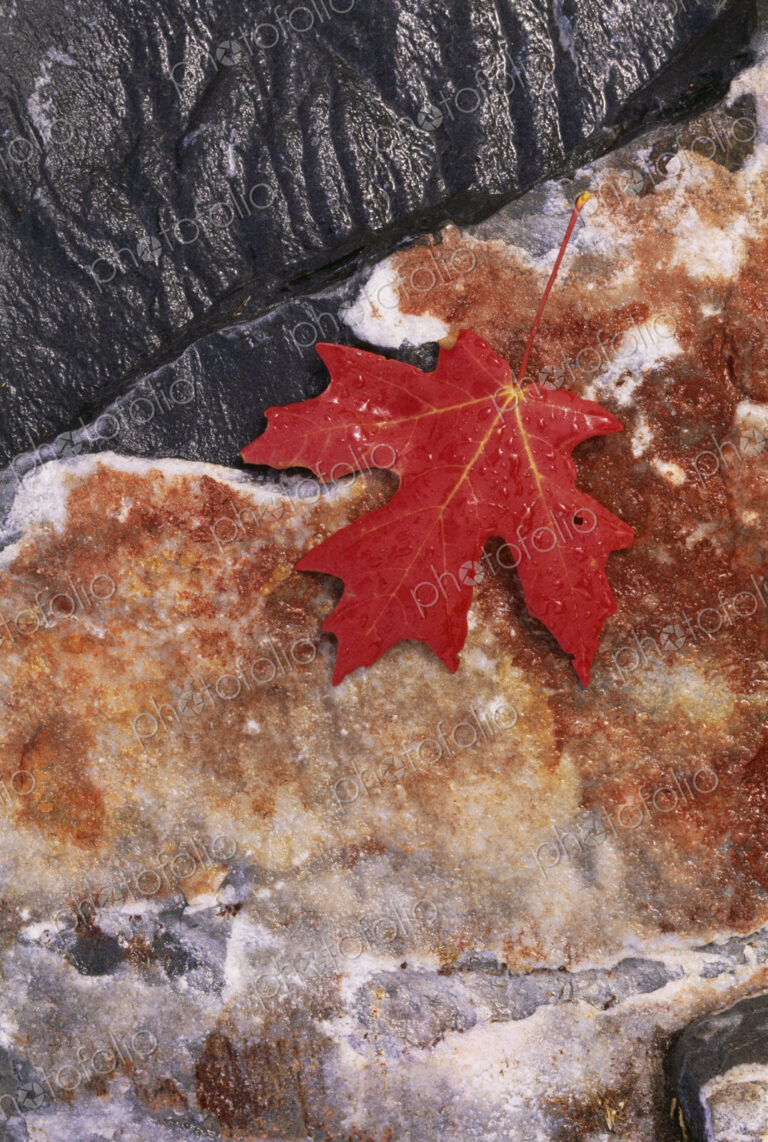 A rich red autumn maple leaf, laid on a flat rock covered with brown lichen.
