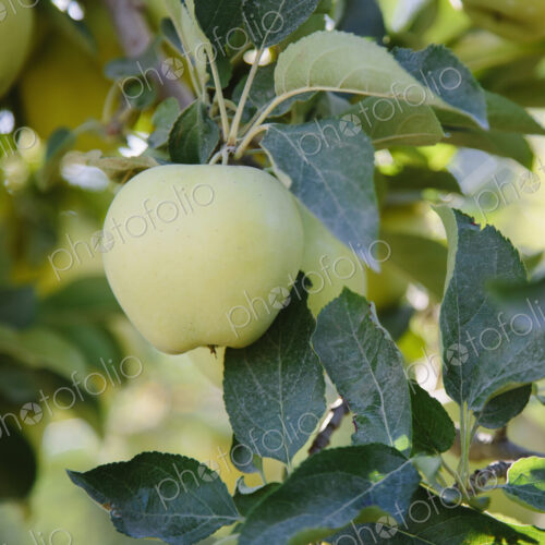 A ripe Golden Delicious apple on the tree, close up. A ripe Golden Delicious apple on the tree, close up.