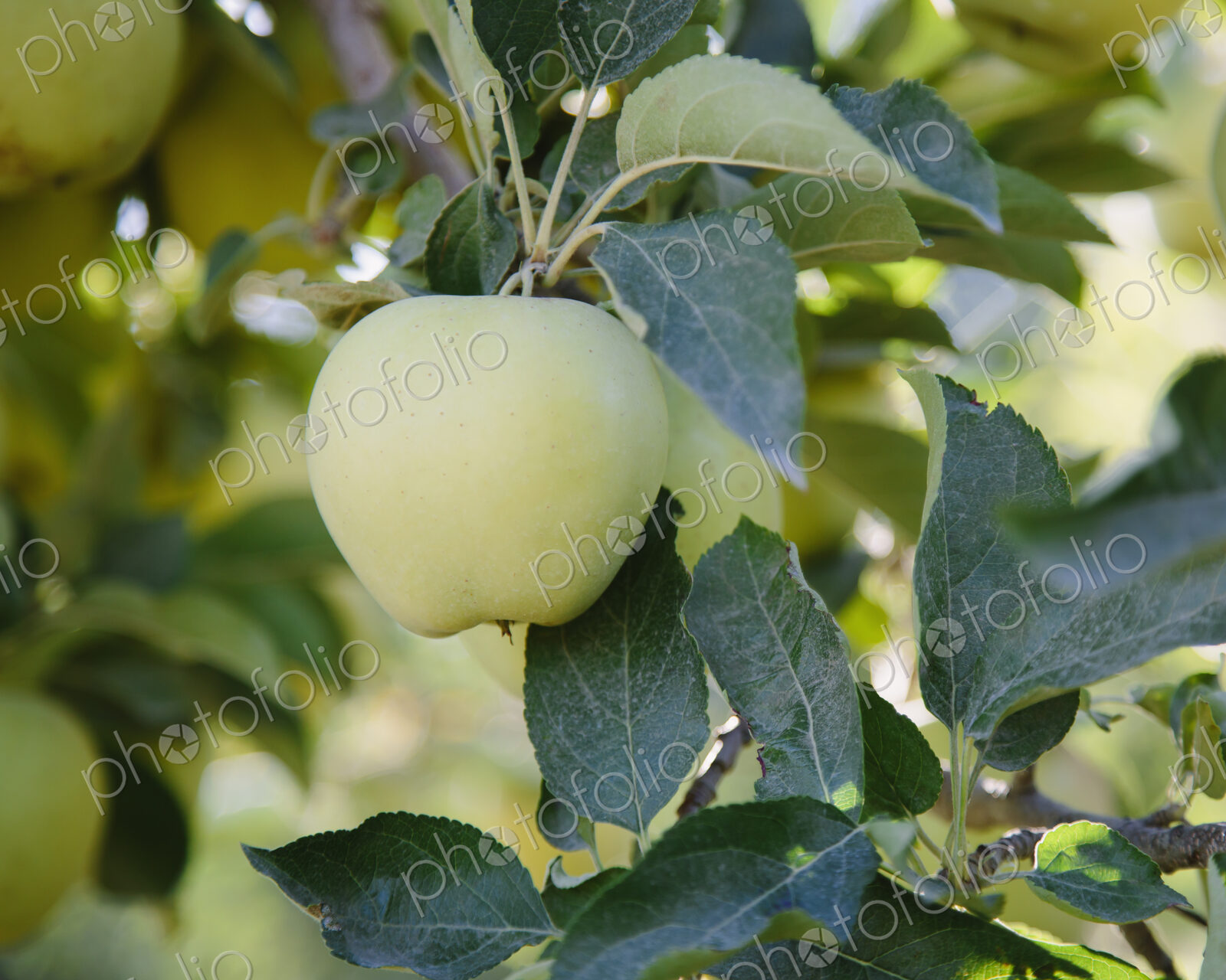 A ripe Golden Delicious apple on the tree, close up.