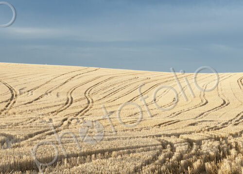 A ripe wheat crop in a field, stubble and tracks of machinery, and standing wheat crop…